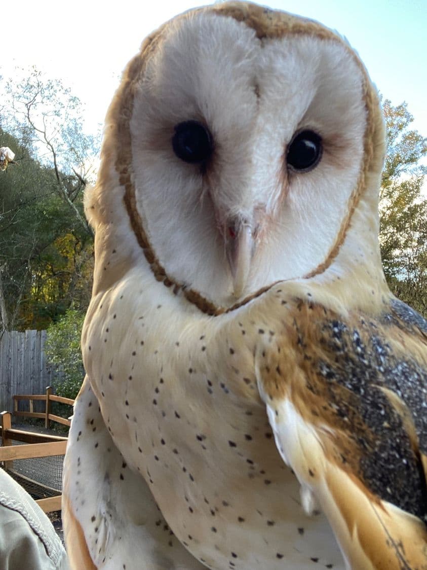 Barn Owl