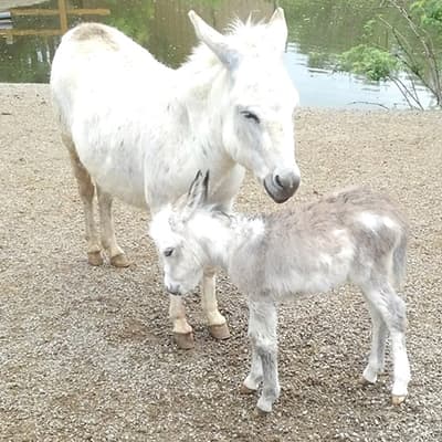 Visitors feeding farm animals at Living Treasures