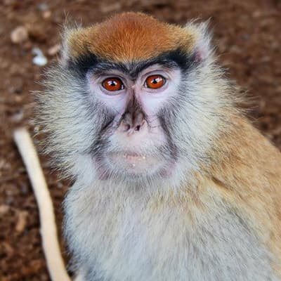 Primate interacting with visitors