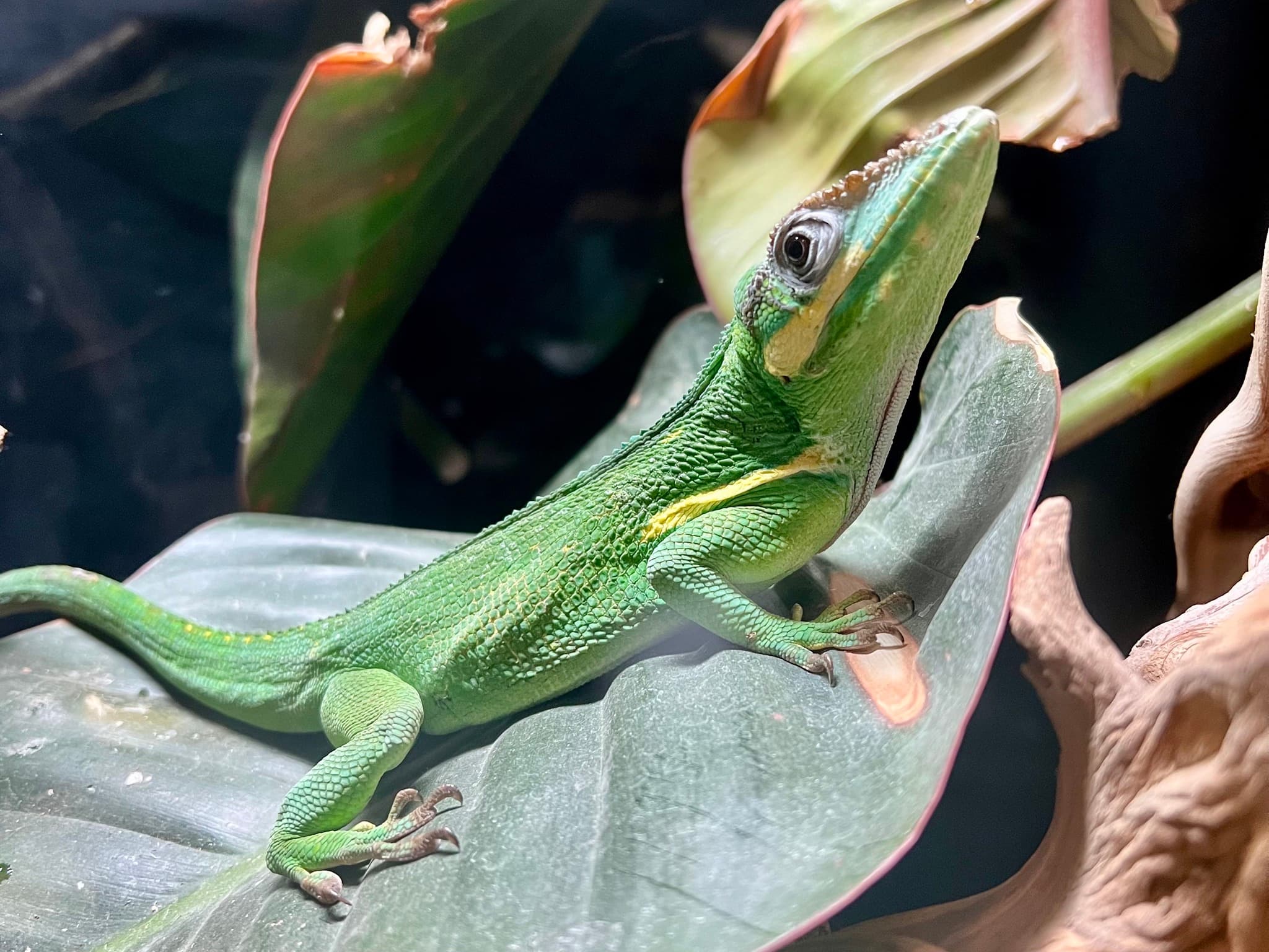 Reptiles & Amphibians